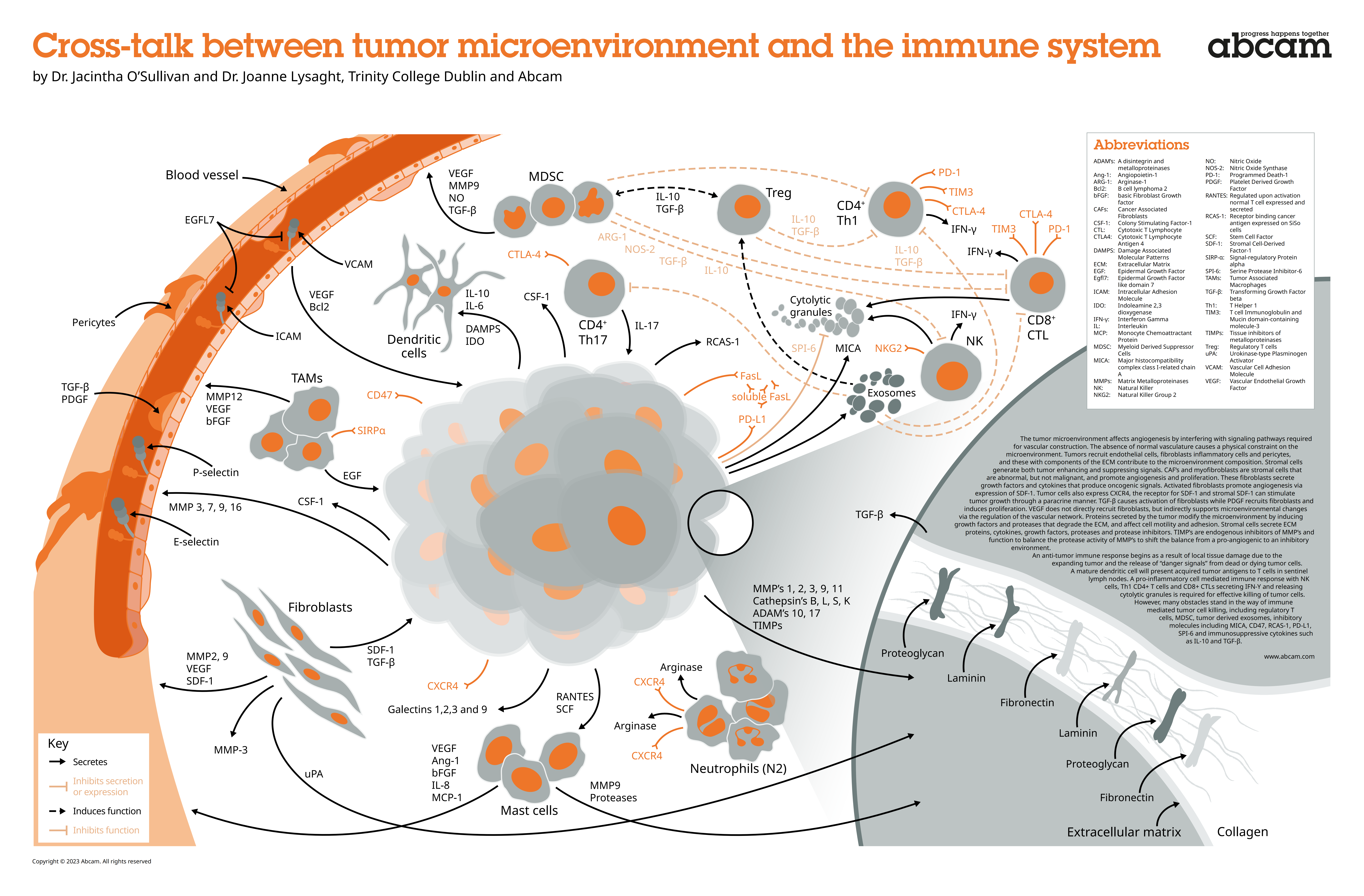 技术干货 | CDH17靶点崛起，国产ADC竞速攻坚
