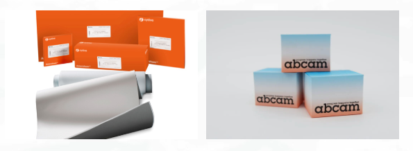 技术干货 | Western blot也&ldquo;疯狂&rdquo;？让&ldquo;狐兔&rdquo;CP带你飞！