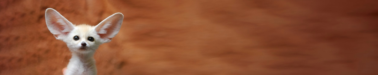 一文读懂 RNA 合成与体外转录技术