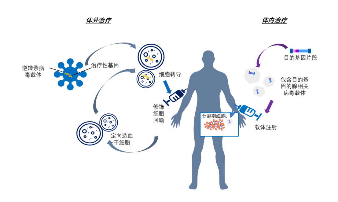 基因治疗 vs 细胞治疗：不是一回事！超清晰对比