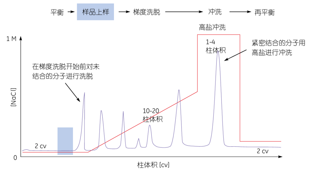 【技术干货】蛋白纯度99%背后的秘密:工艺杂质和产品杂质的博弈