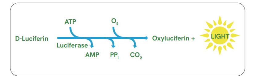 一“步”到位:ATPlite 1step 2.0如何重新定义细胞活性检测
