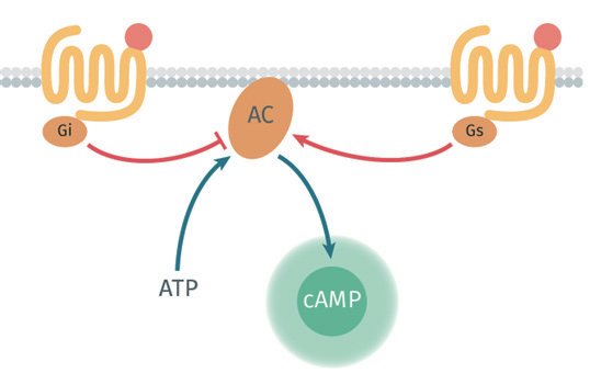 HTRF 技术:赋能 GPCR 药物研发的 cAMP 检测手段