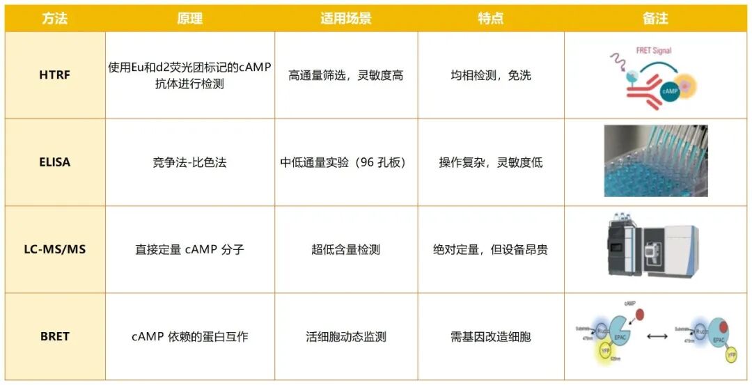 HTRF 技术:赋能 GPCR 药物研发的 cAMP 检测手段