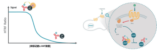 HTRF 技术:赋能 GPCR 药物研发的 cAMP 检测手段