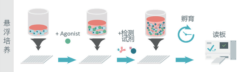 HTRF 技术:赋能 GPCR 药物研发的 cAMP 检测手段