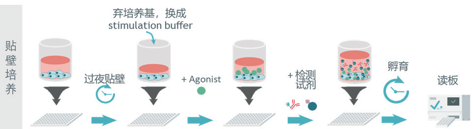 HTRF 技术:赋能 GPCR 药物研发的 cAMP 检测手段