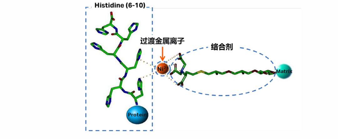 重组蛋白纯化必修课｜详解 His 标签 Ni 柱全套实操流程