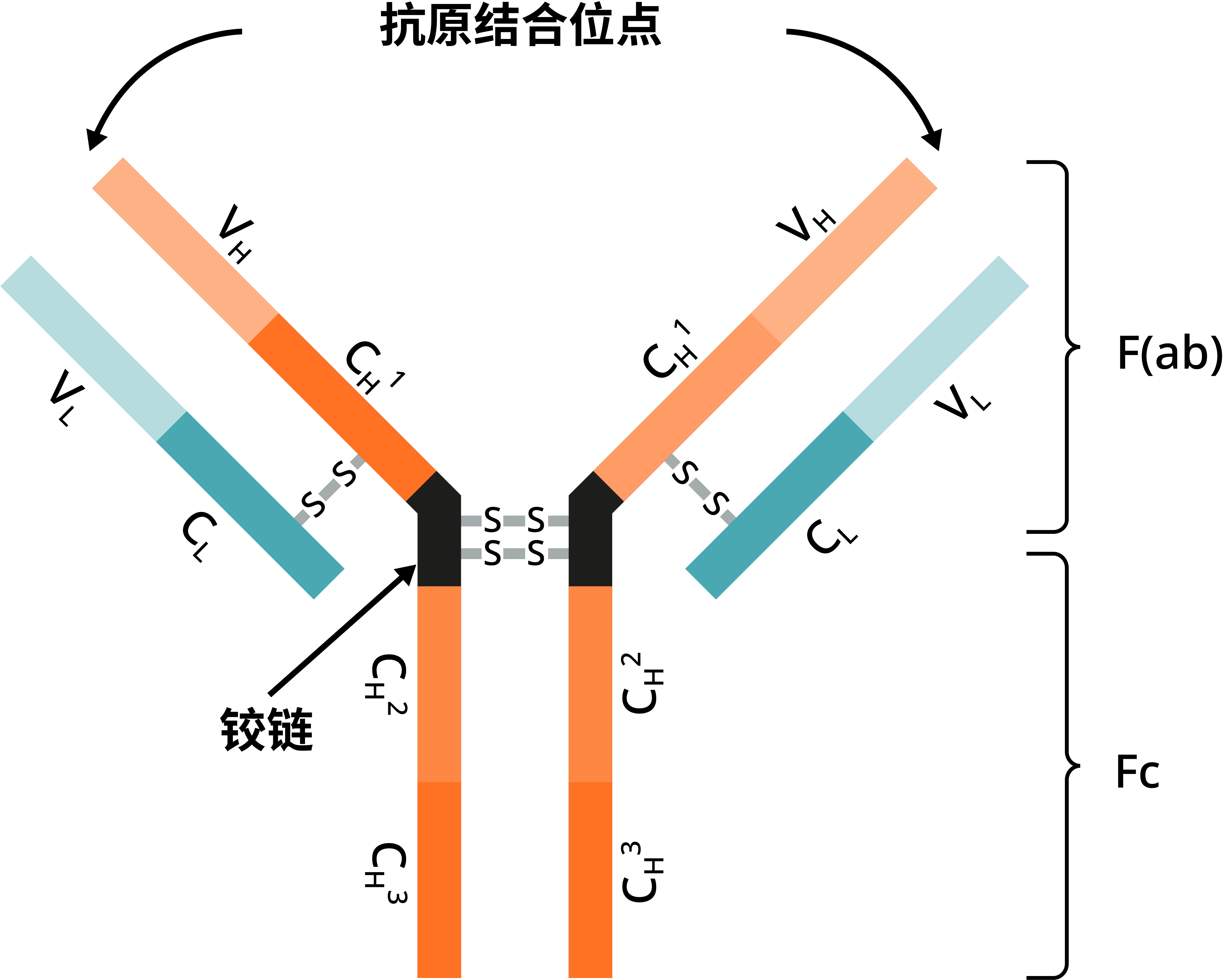 看似基础，实则关键！抗体术语你真的搞清楚了吗？