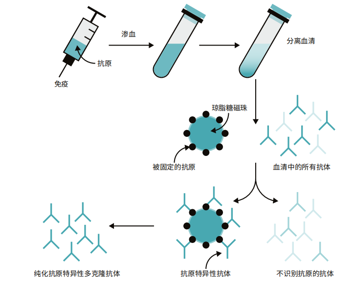 抗体保存、纯化与稀释，一篇讲透！