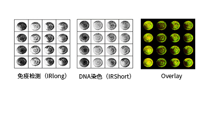 Typhoon&trade; NIR：In‑Cell Western 高通量分析利器